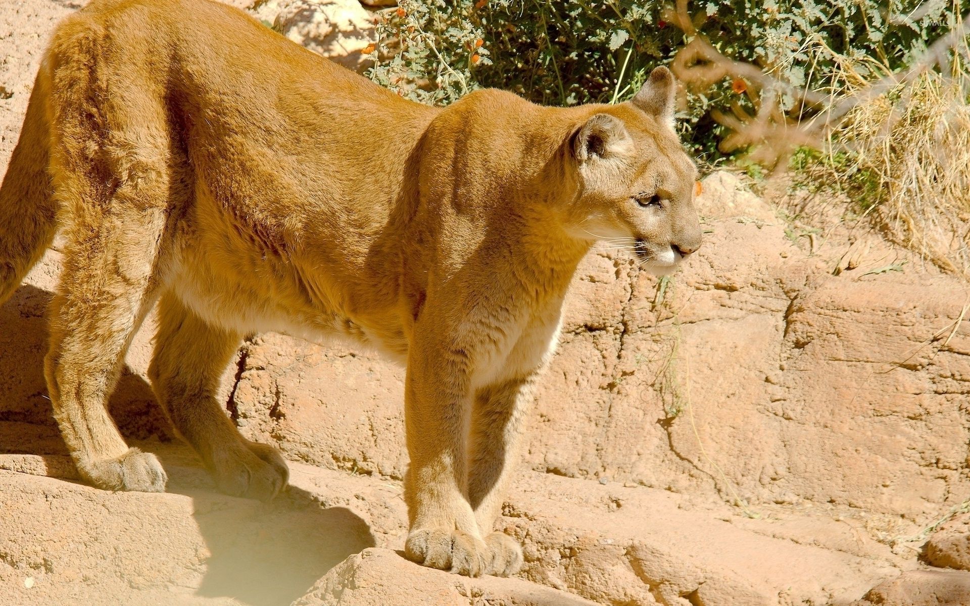 Puma primo piano volto, 1600x1073 900p, Laptop