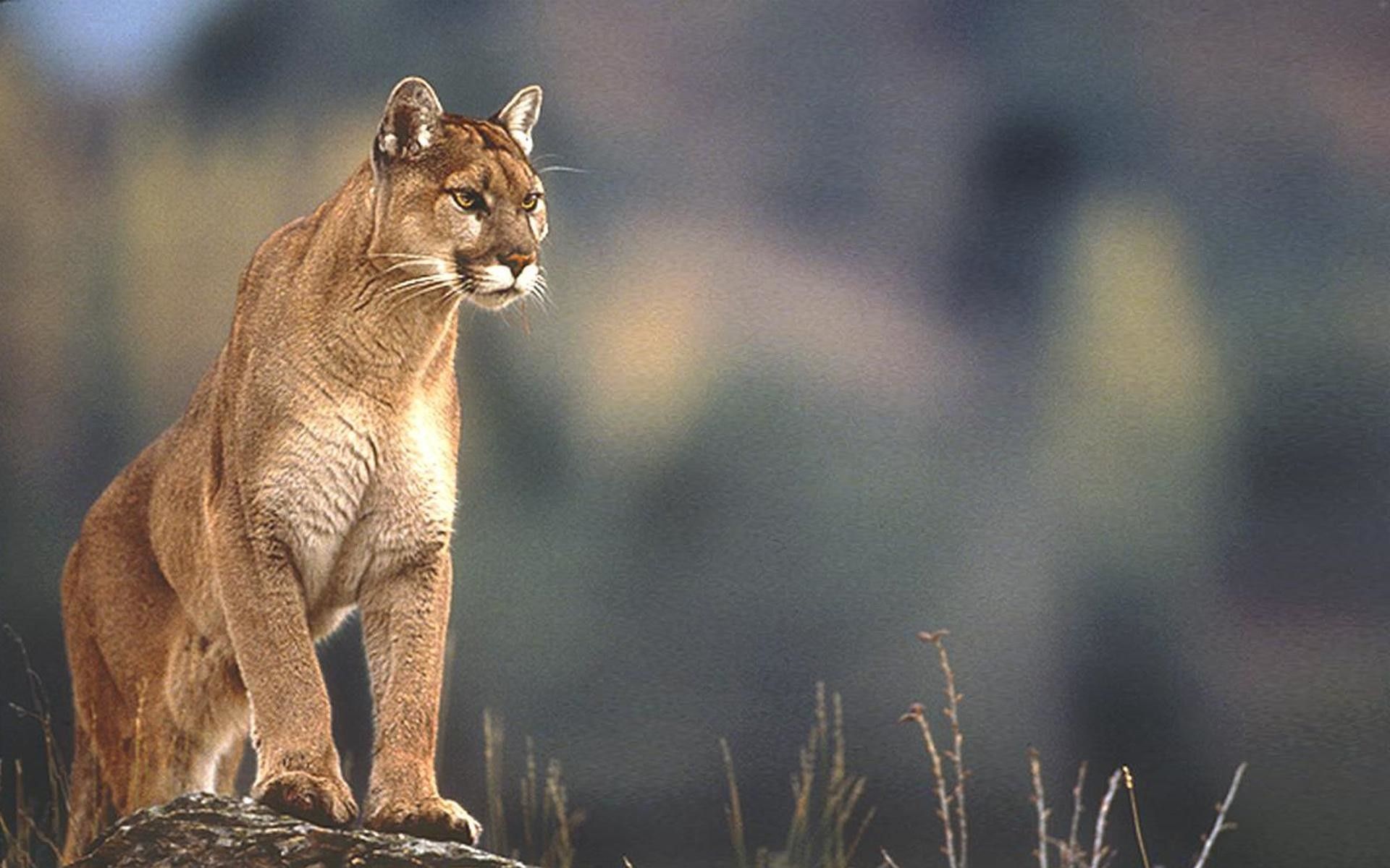 Puma seduto su roccia, 1920x1200 Full HD+, Desktop