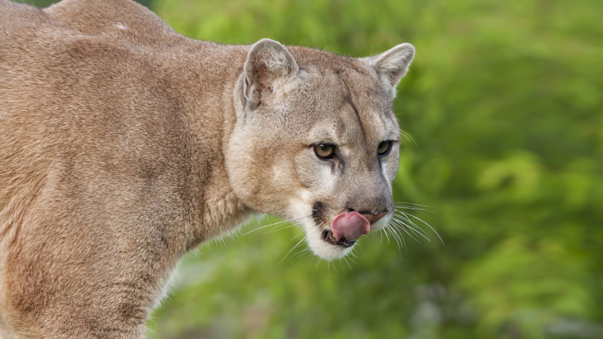 Puma seduto sulla neve, 1600x1200 HD, Laptop