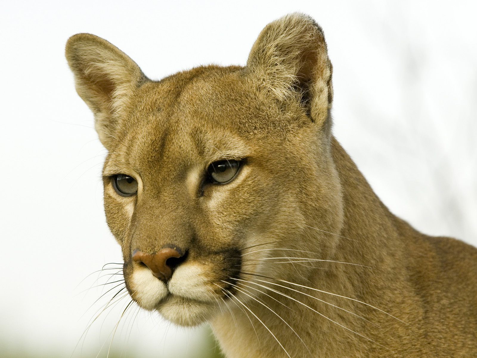 Cuccioli di puma, 1920x1080 1080p, Desktop