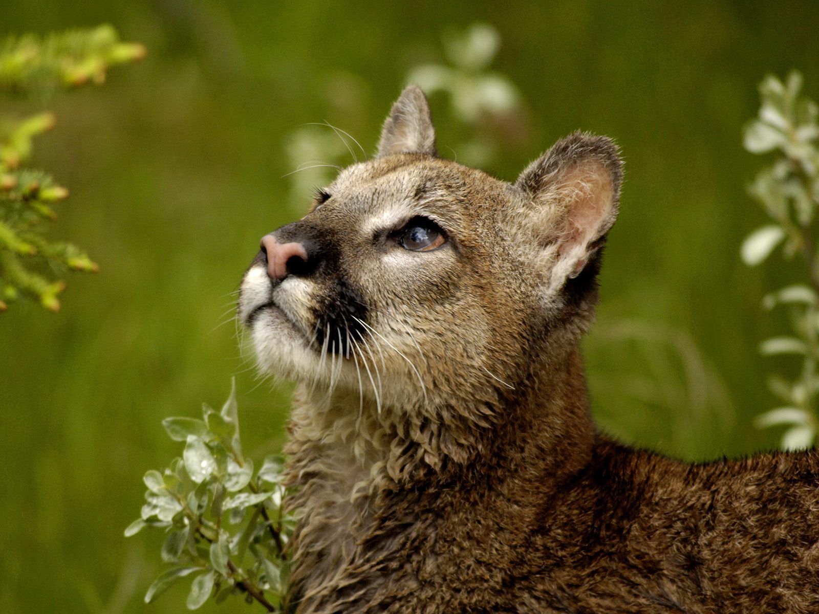 Puma che si lecca il naso, 1920x1080 Full HD 1080p, Desktop