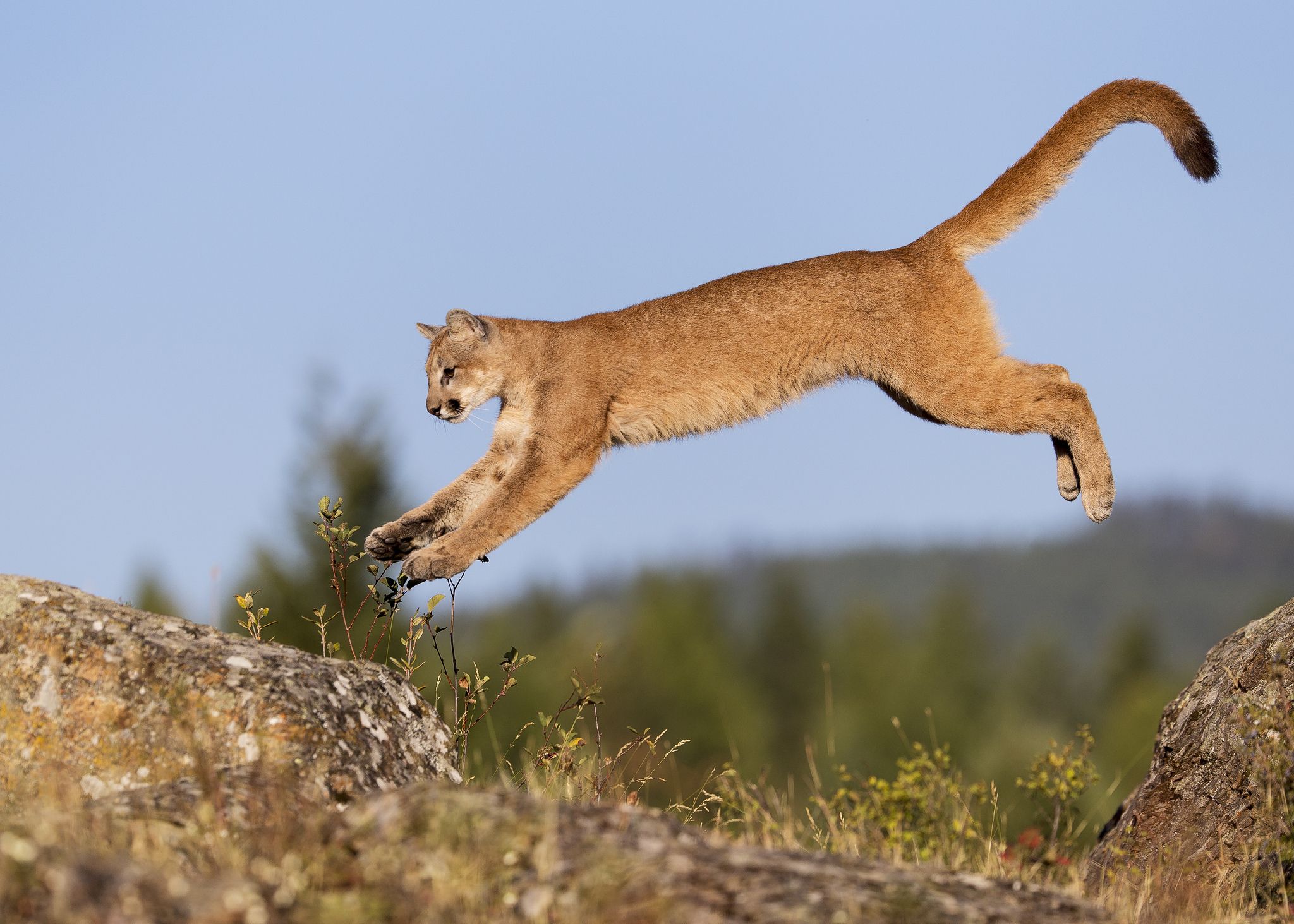 Puma primo piano, 1600x1200 HD, PC