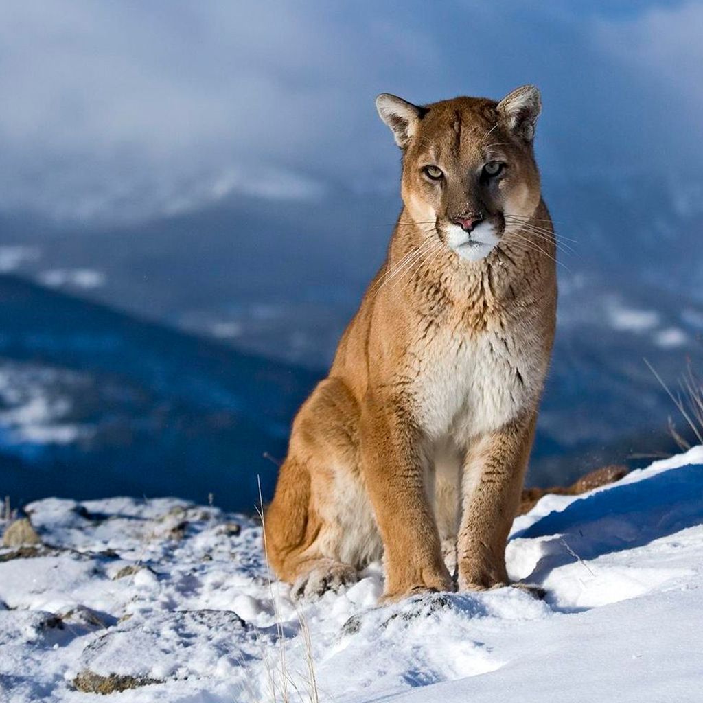 Puma seduto su neve, 1024x1024 HD, Laptop