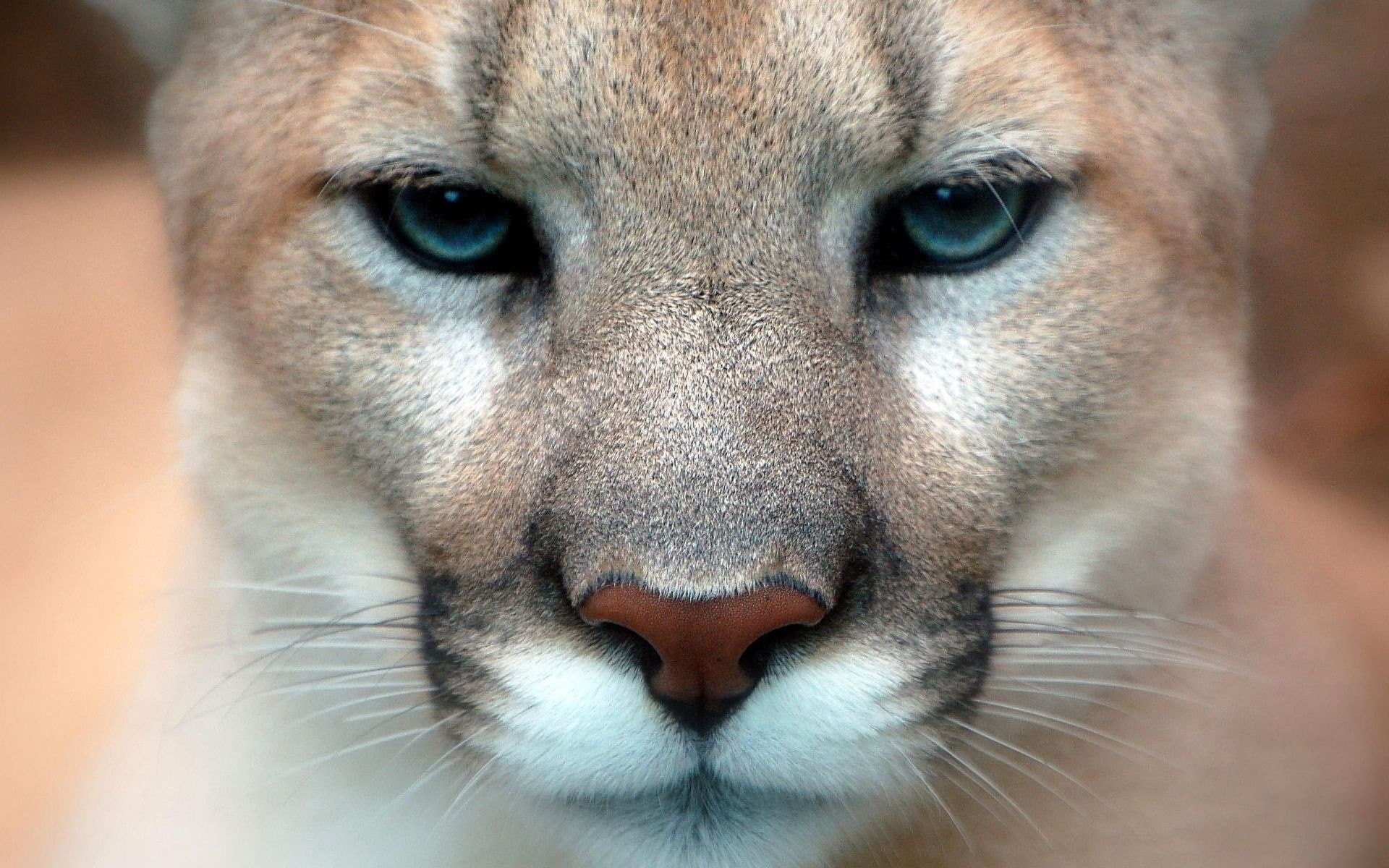 Cucciolo di puma sull'erba, 3840x2400 4K, Desktop 4K