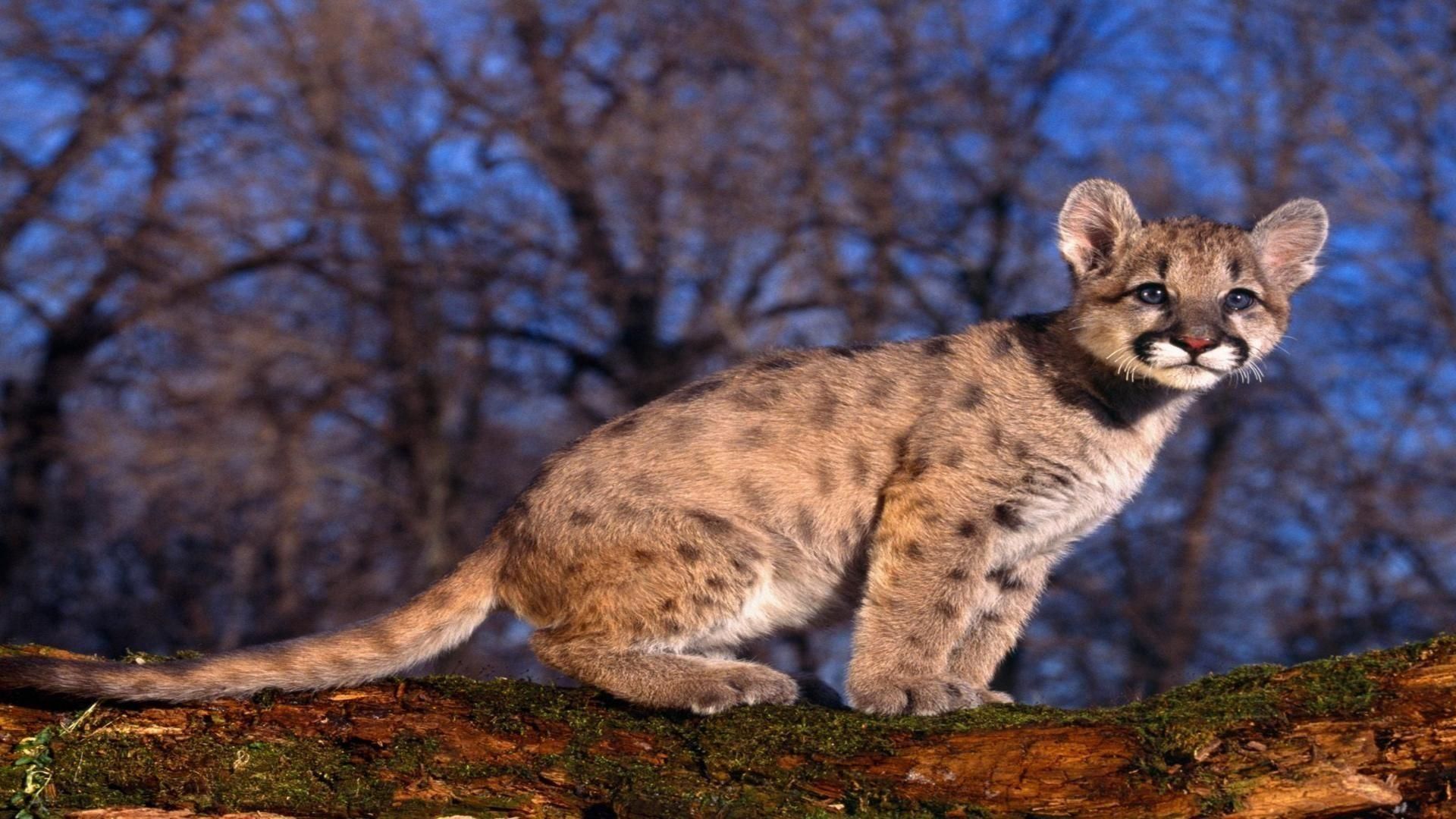 Puma seduto su erba, 1332x850 720p, Laptop
