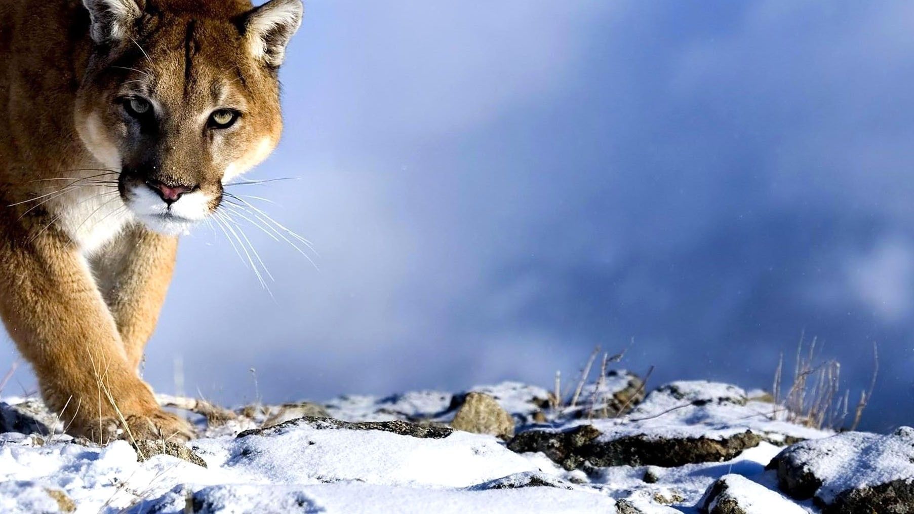 Puma nella neve, 1805x1015 HD Ready, Desktop