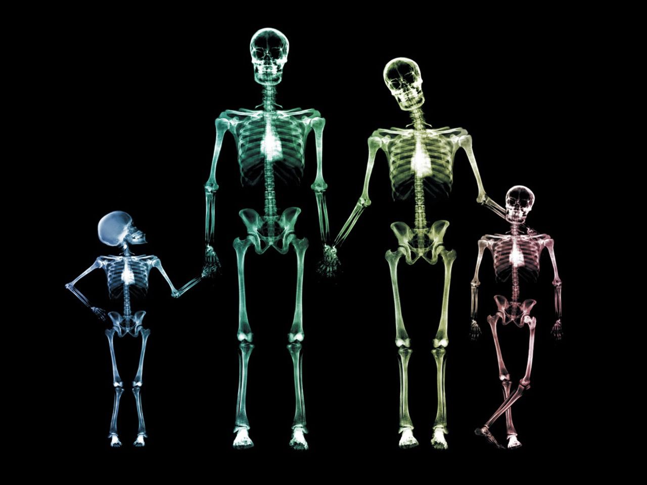 Famiglia di scheletri a raggi X, 1280x960 HD, Desktop