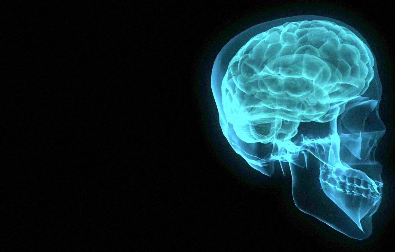 Radiografia cranio e cervello blu, 1332x850 HD, Desktop