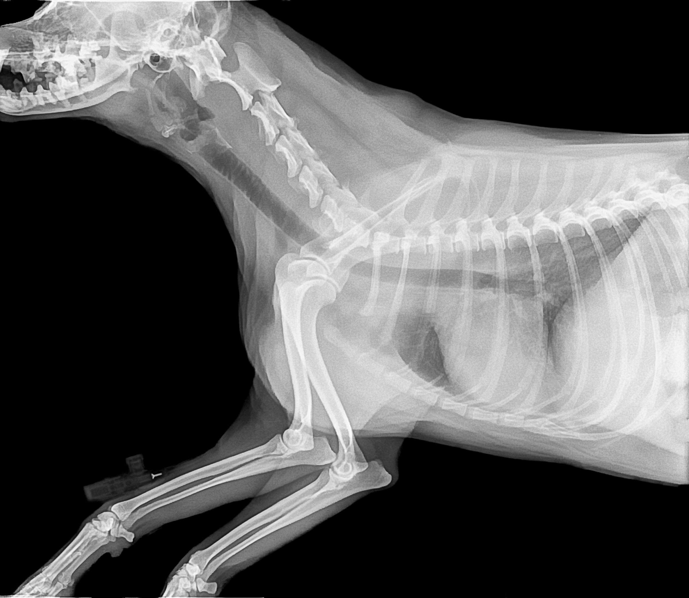 Radiografia scheletro cane, 2400x2084 Hi-Res, Laptop