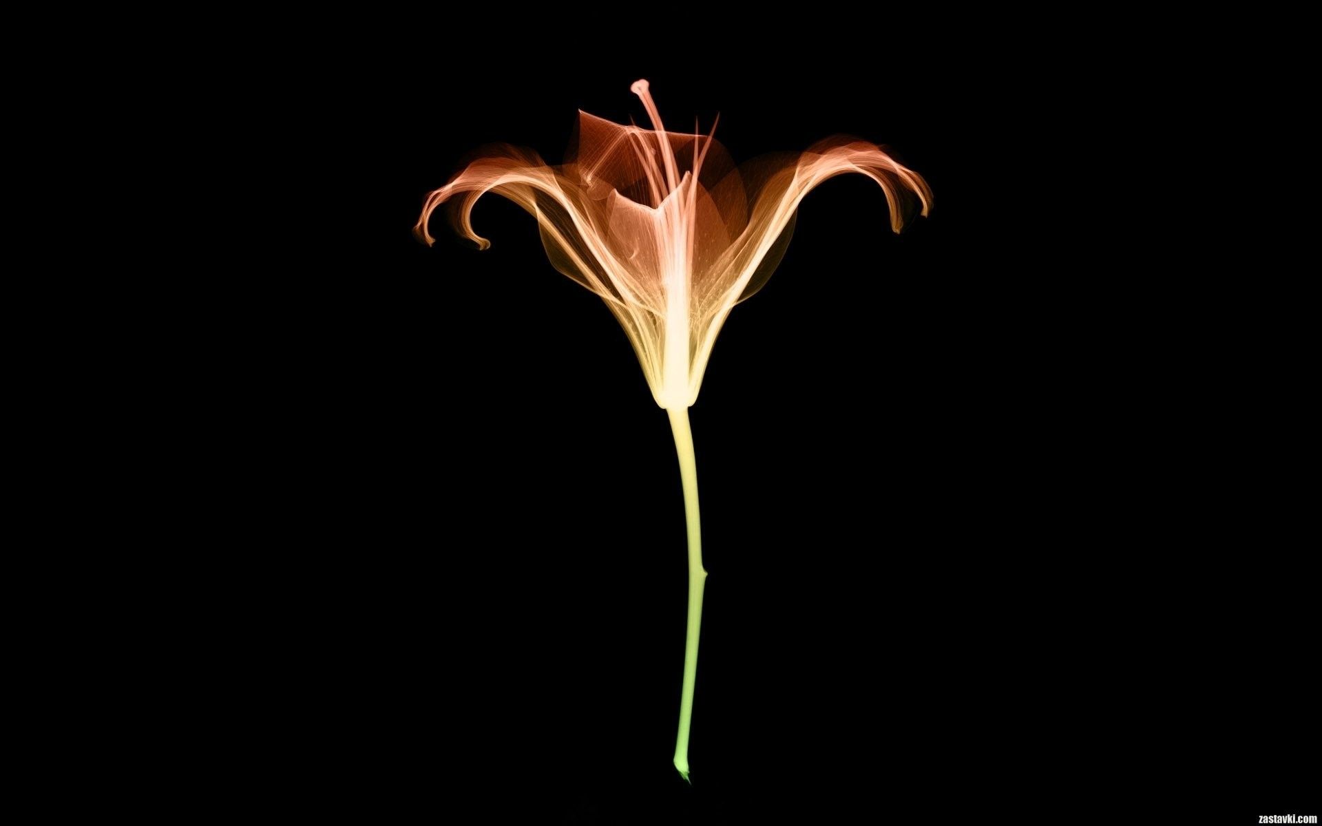 Fiore radiografia raggi X, 1920x1200 WUXGA, Desktop