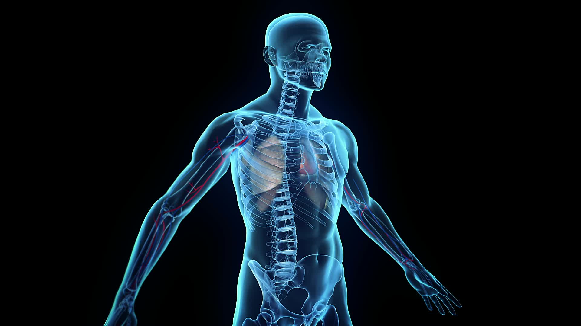 Corpo umano radiografia raggi X, 1920x1080 Full HD, Desktop