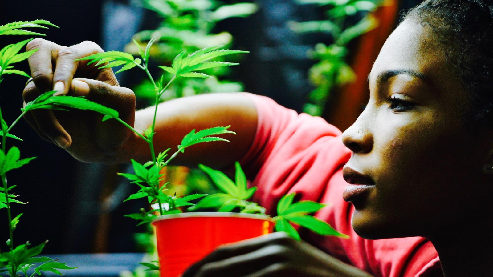 Ragazza con piante di cannabis, 1024x768 HD, PC Desktop