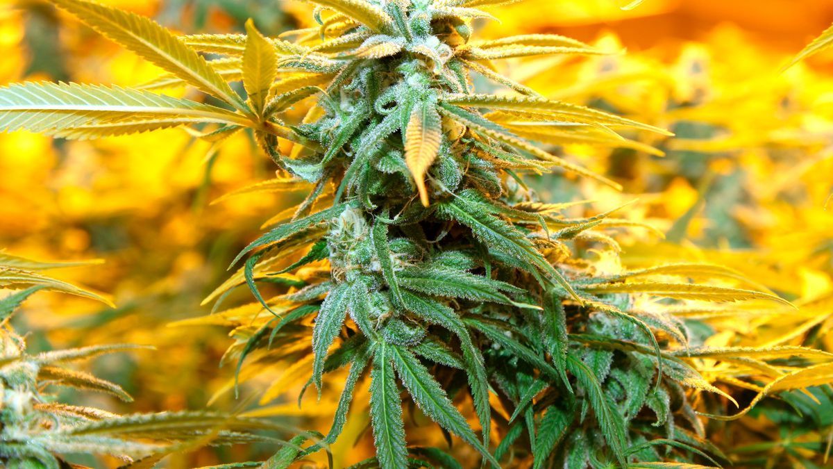Pianta di cannabis primo piano, 1200x675 HD, Desktop