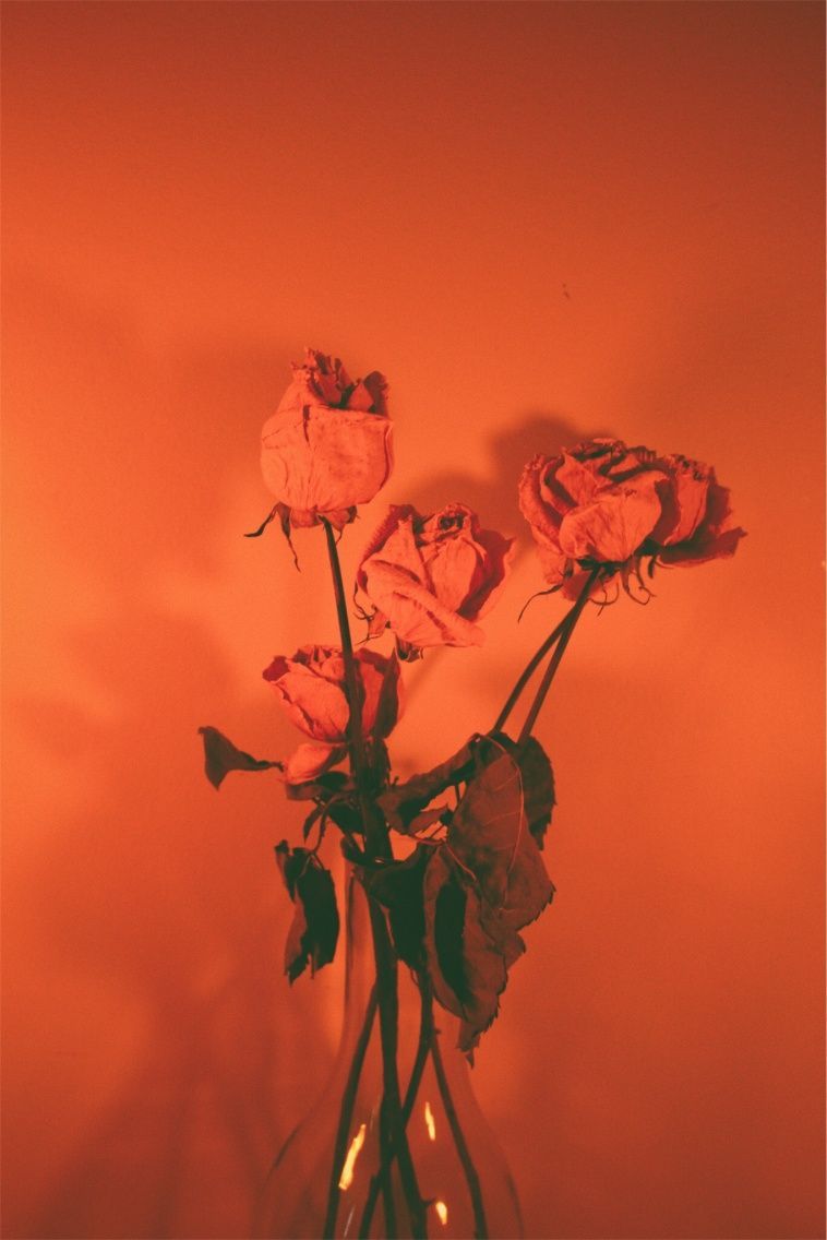 Rose arancioni in vaso, 758x1136 Full HD Verticale, iPhone