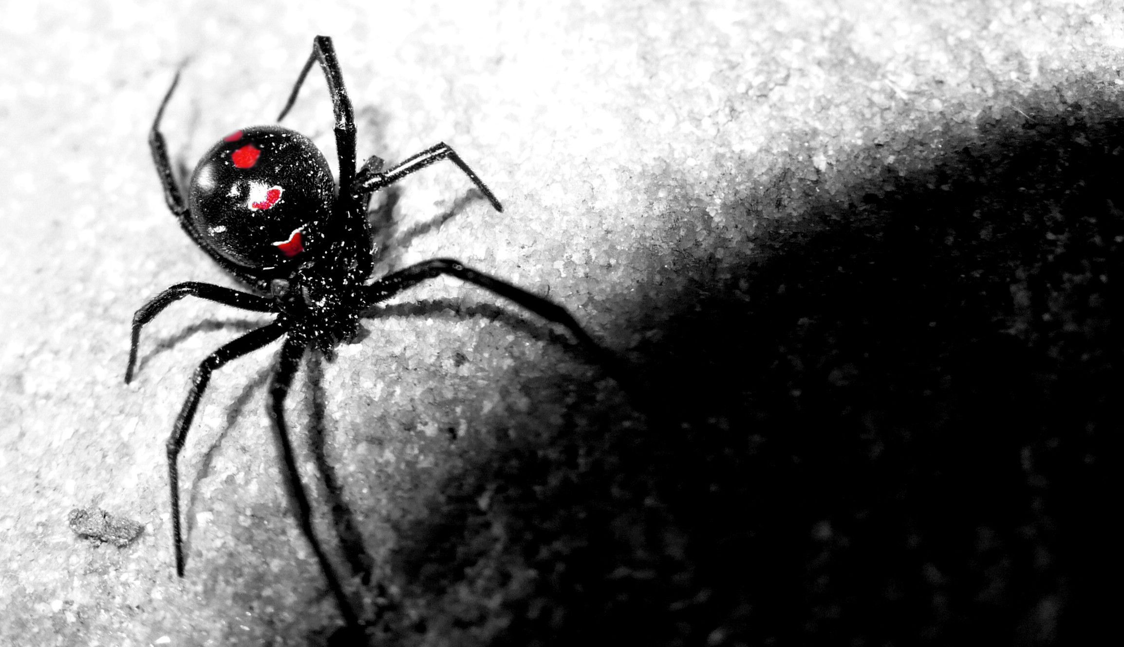 Ragno carino su foglia verde, 1920x1200 Full HD+ WUXGA, Desktop