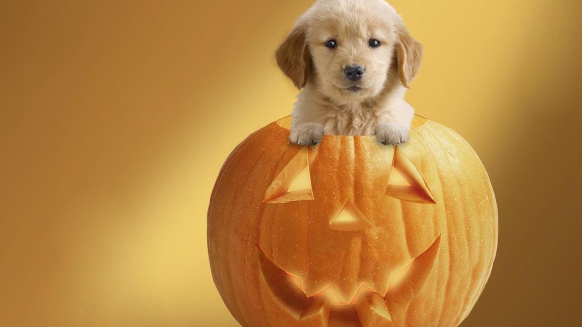 Cucciolo in zucca Halloween, 1920x1080 Full HD, Desktop