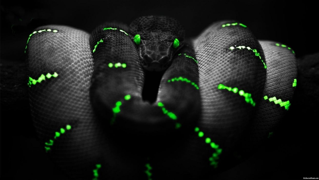 Serpente nero con luci verdi, 1244x700 HD, Monitor Gaming
