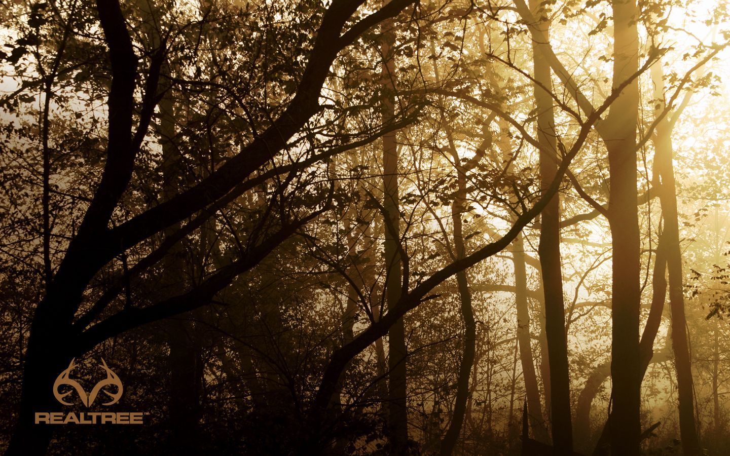 Foresta mimetica Realtree, mimetica caccia, 1440x900 HD, Desktop
