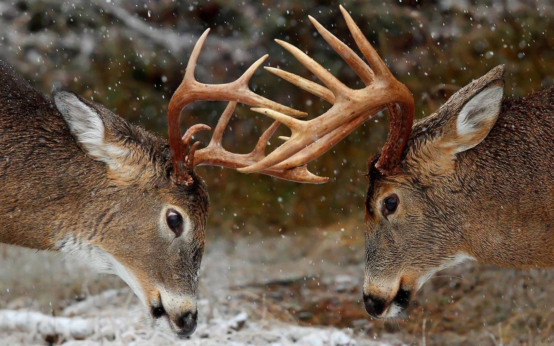 Cervi che combattono nella neve, 1920x1200 WUXGA, Laptop
