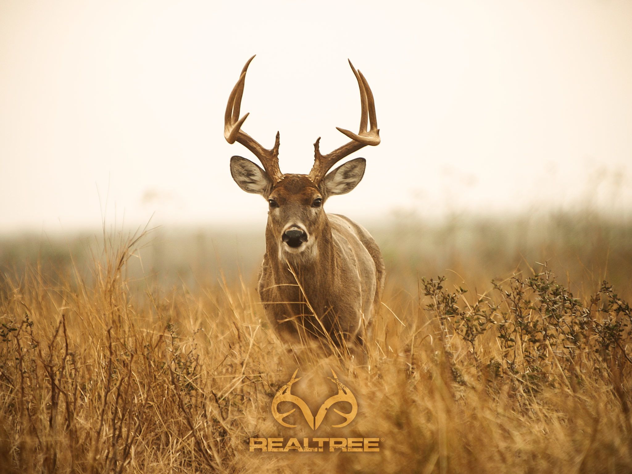 Cervo Realtree in campo, camo, 2048x1536 2K, PC