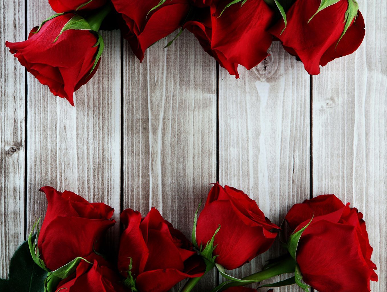Rose rosse su assi legno, 1357x1024 720p, PC