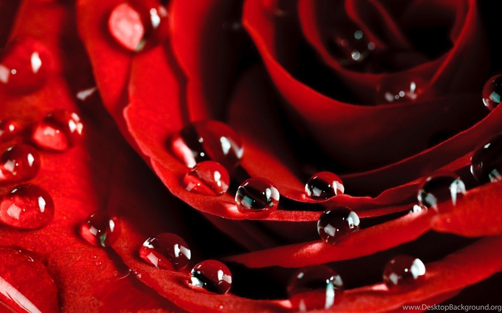 Rosa rossa con gocce d'acqua, 1680x1050 HD, Desktop