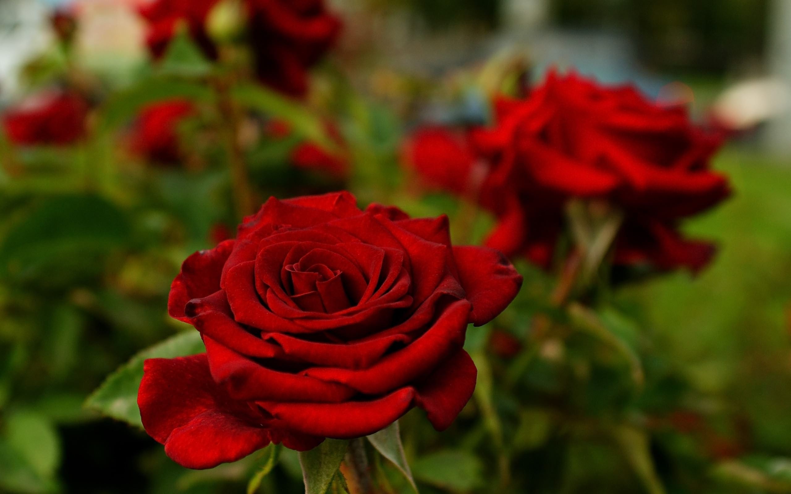 Rose rosse in giardino, 2560x1600 2K+, Monitor Gaming