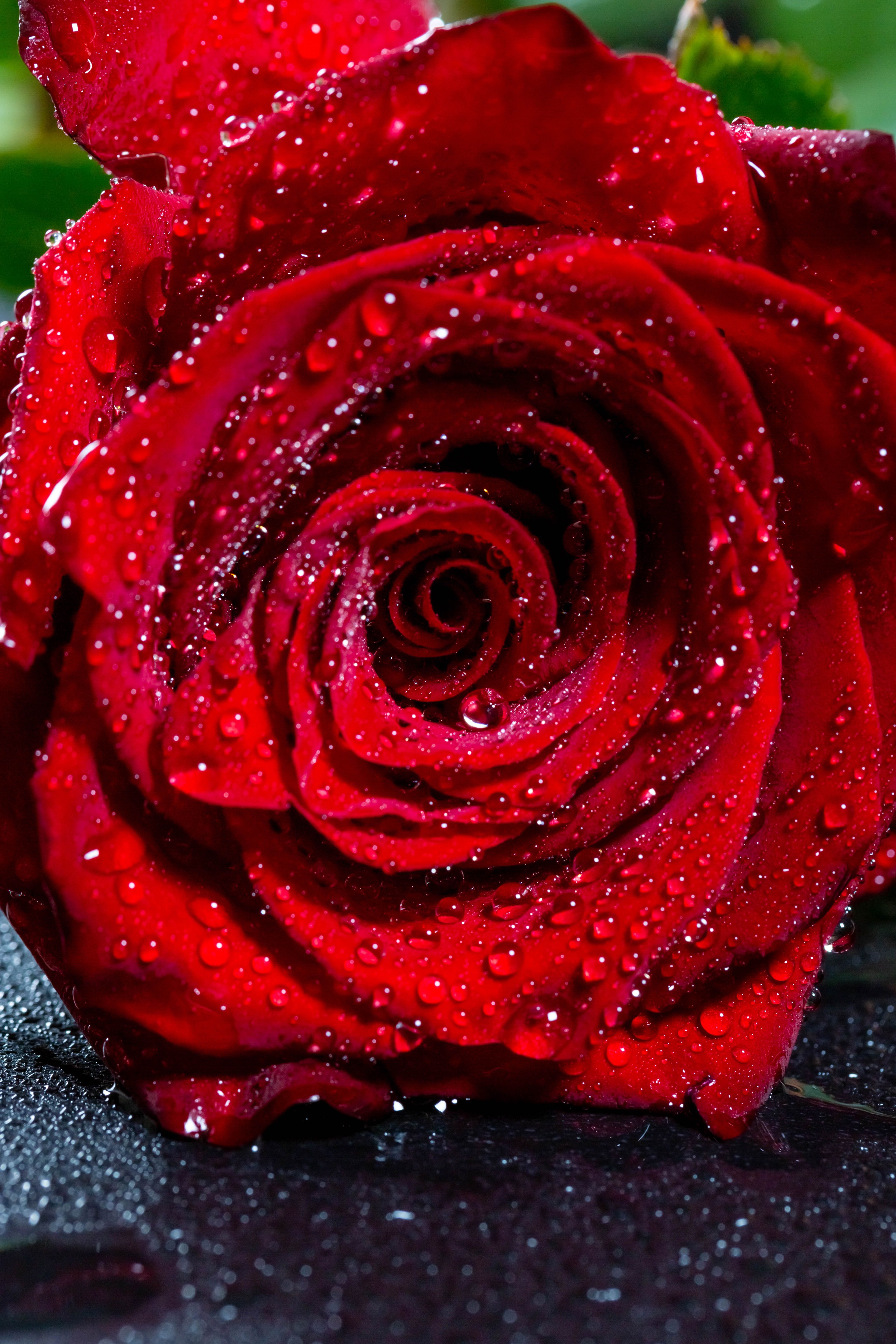 Rosa rossa con gocce d'acqua, 3840x5760 Full HD Verticale, Smartphone