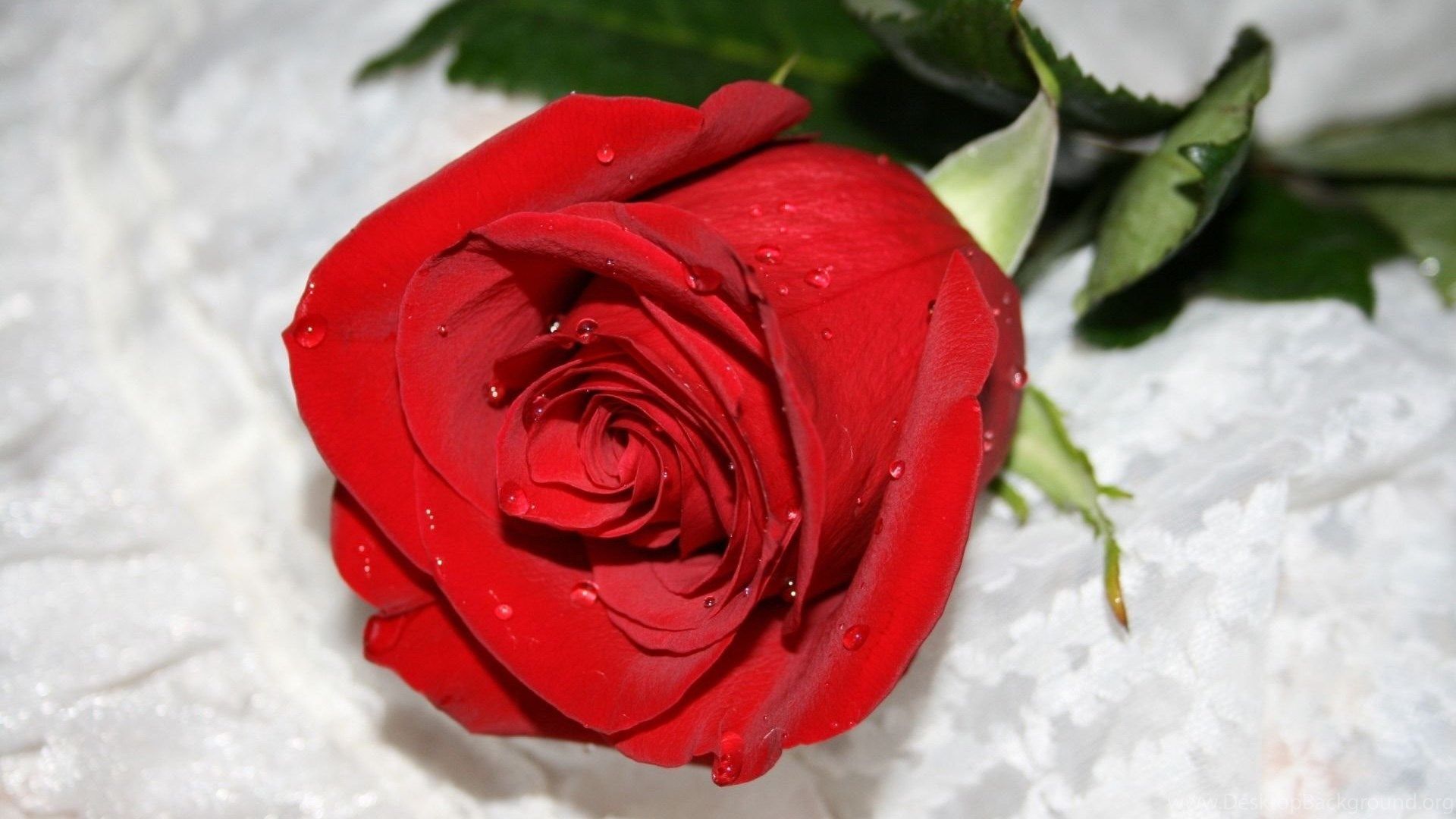 Rosa rossa su tessuto bianco, 1920x1080 Full HD 1080p, PC Desktop