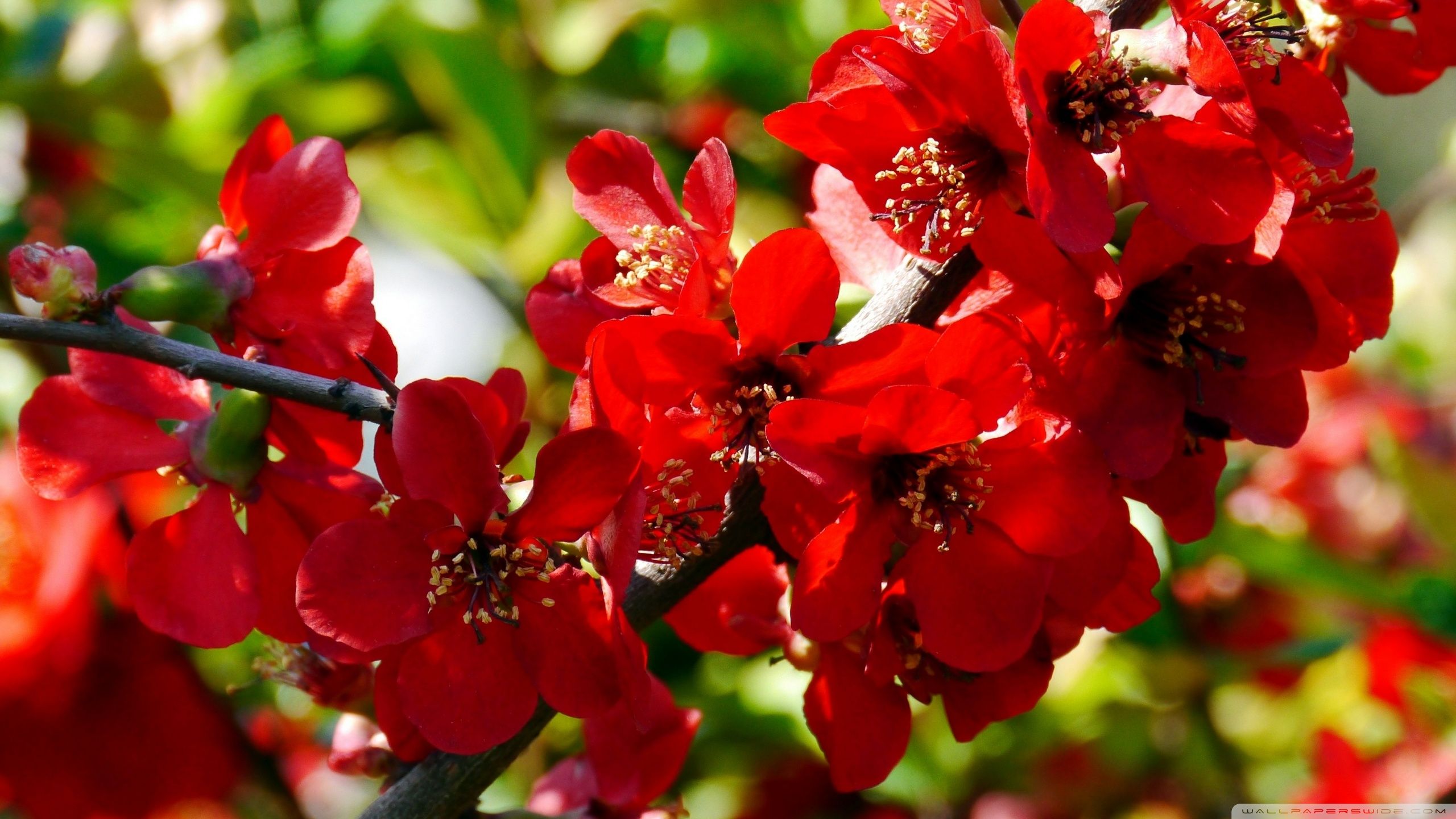 Fiori rossi su ramo, 2560x1440 2K, PC Desktop