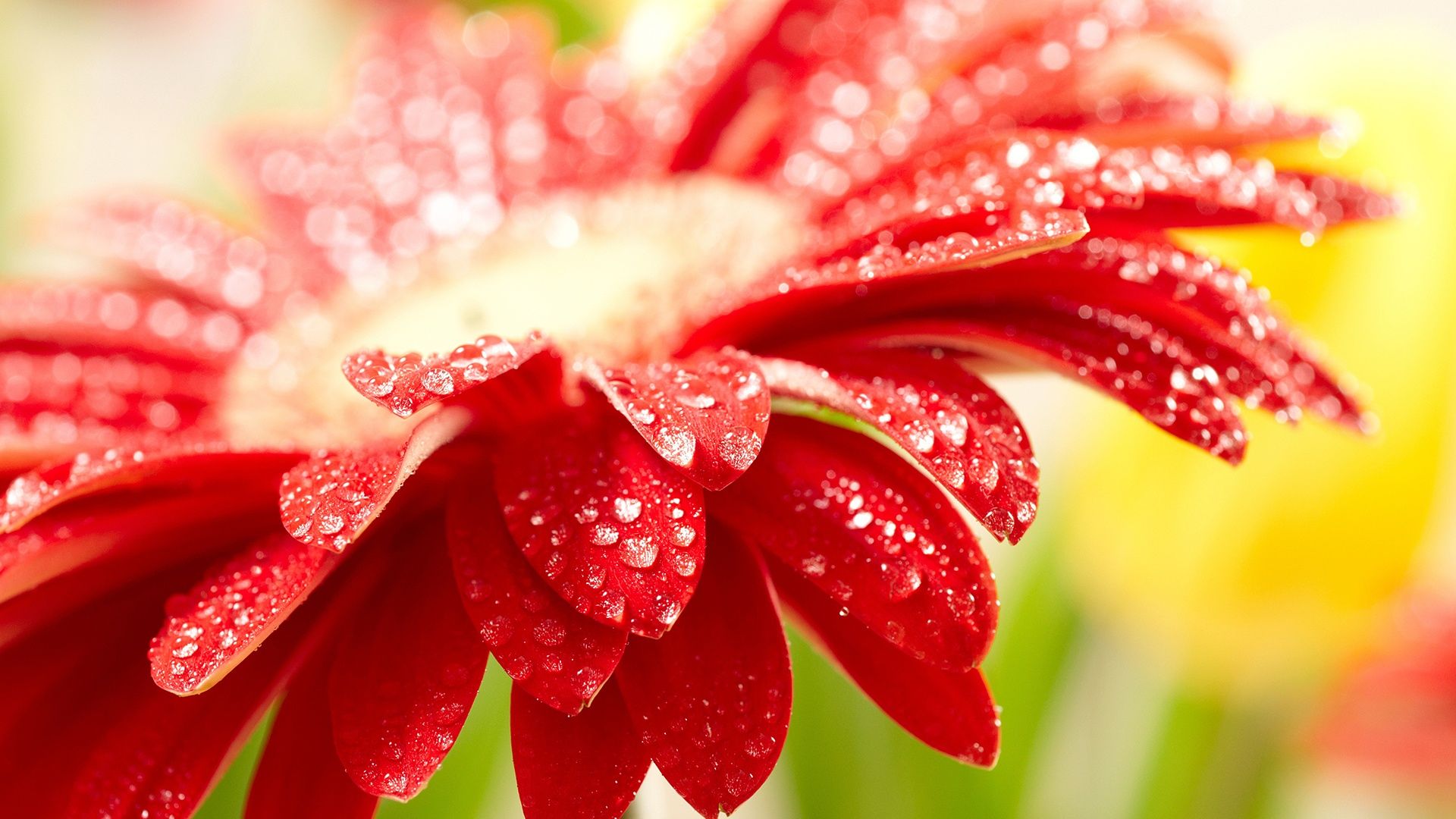 Fiore rosso gerbera con gocce, 1920x1080 Full HD, PC
