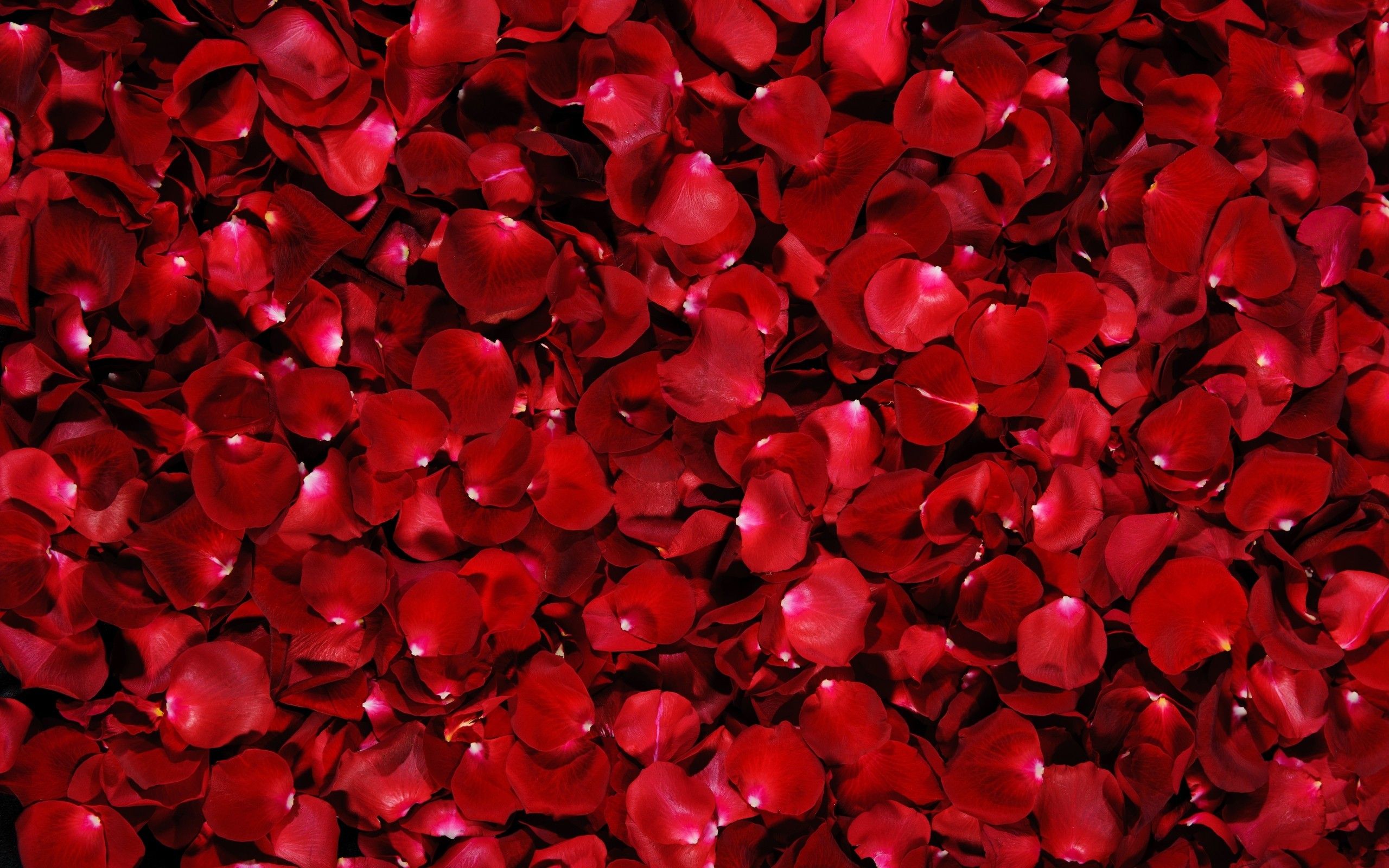 Petali di rose rosse, 2560x1600 2K+, Desktop