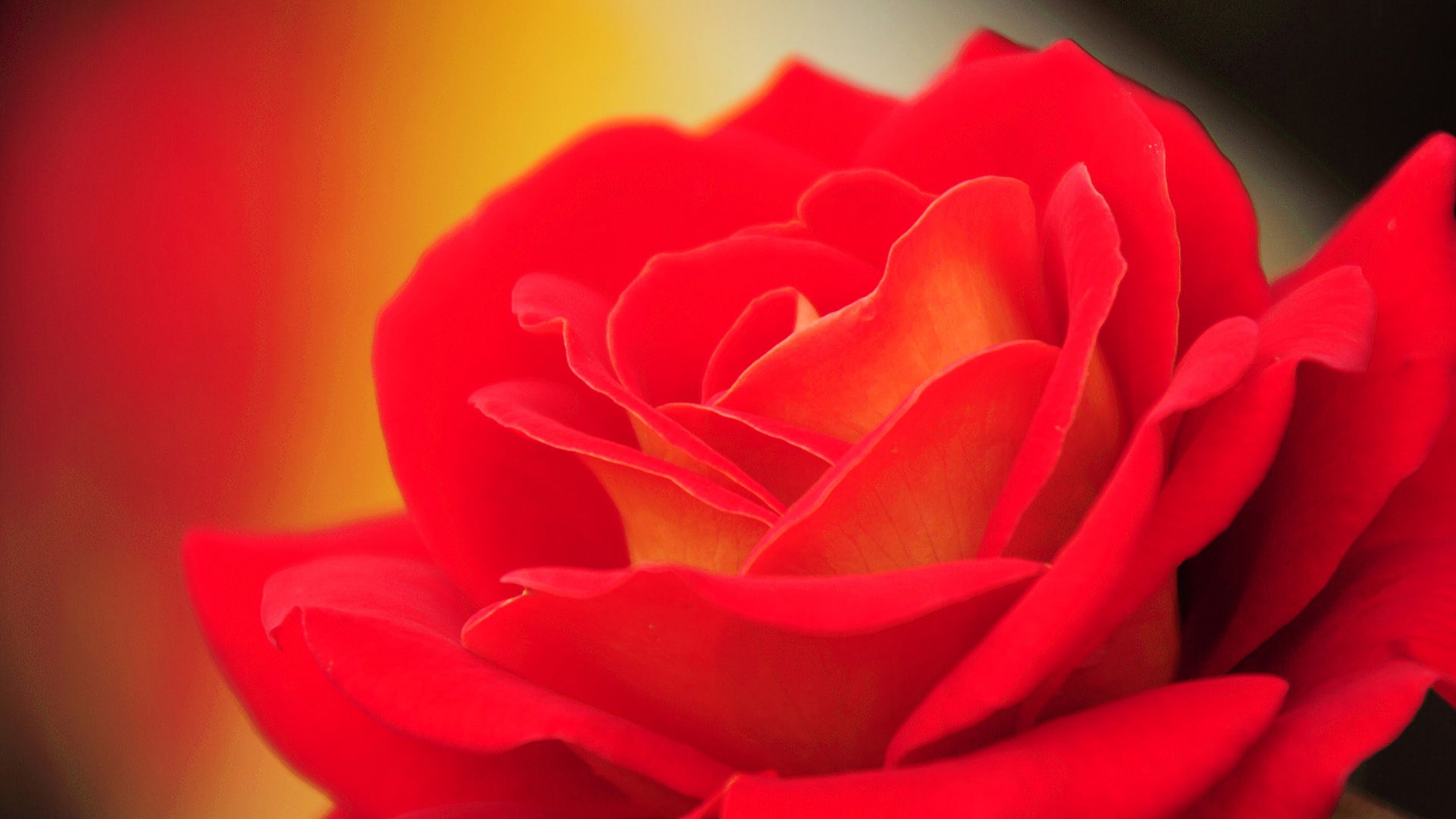 Rosa rossa in primo piano, 2560x1440 1440p, Desktop