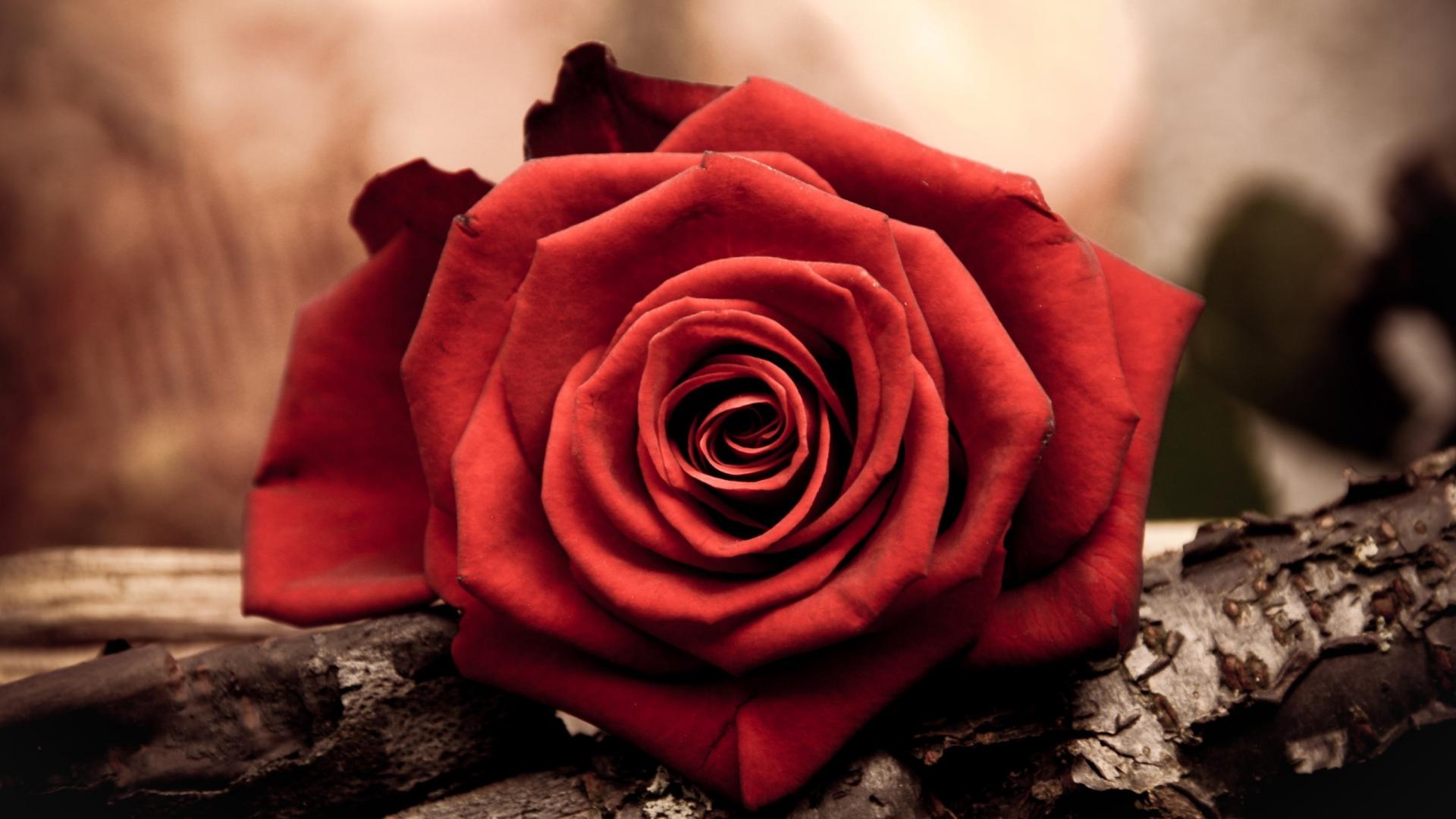 Rosa rossa su corteccia, 1920x1080 Full HD 1080p, Monitor Gaming