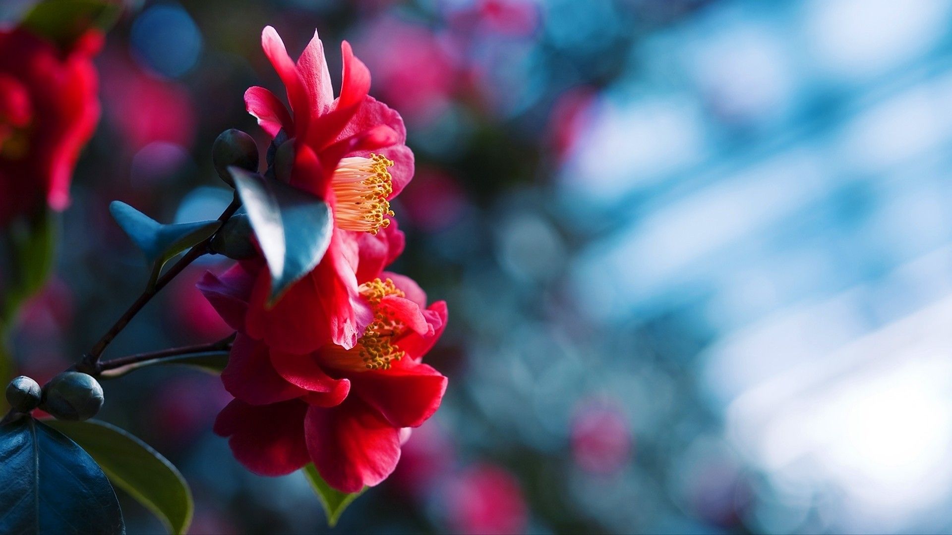 Fiori rossi sfocati sfondo, 1920x1080 1080p, PC