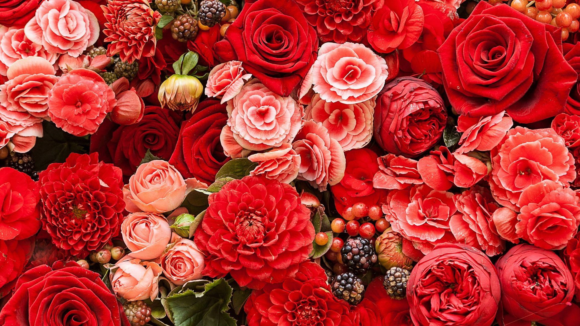 Rose e dalie rosse, 1920x1080 Full HD, Monitor Gaming