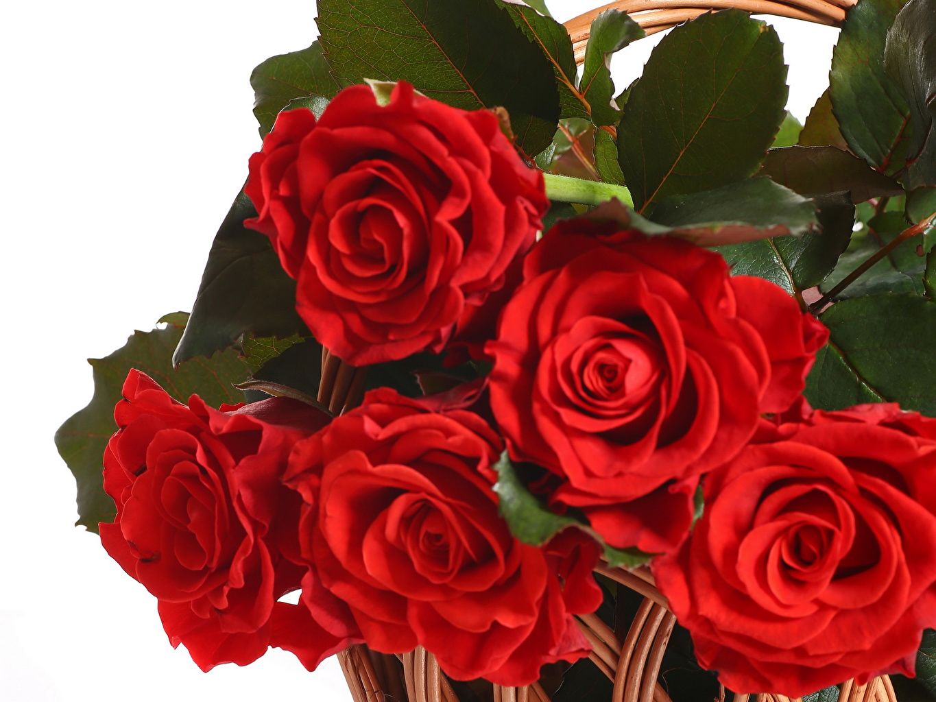 Rose rosse in cesto, 1365x1024 HD, PC Desktop