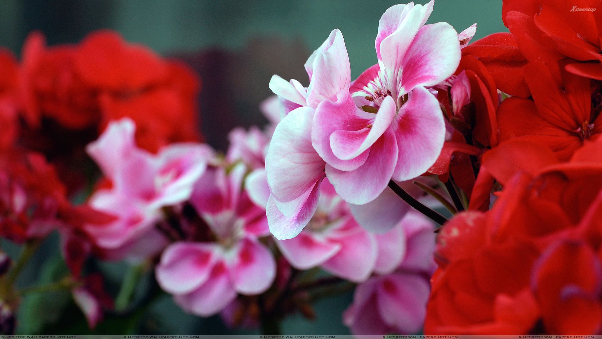 Fiori rosa e rossi, 1920x1080 Full HD 1080p, PC