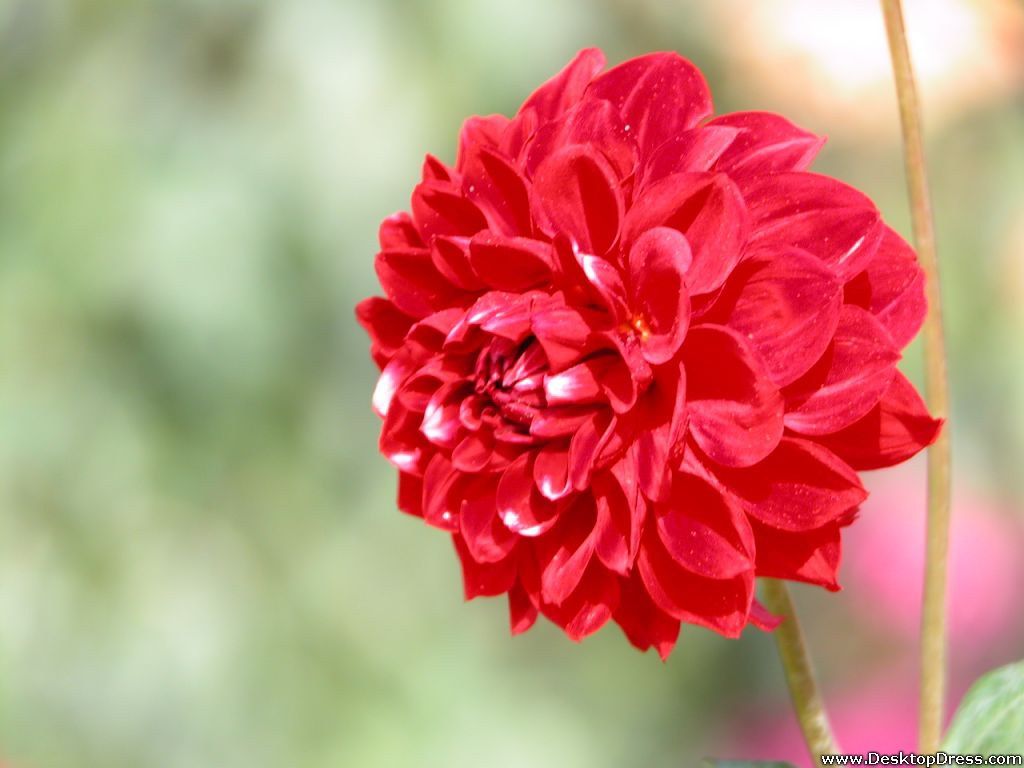 Dalia rossa fiorita, 1024x768 HD, Desktop