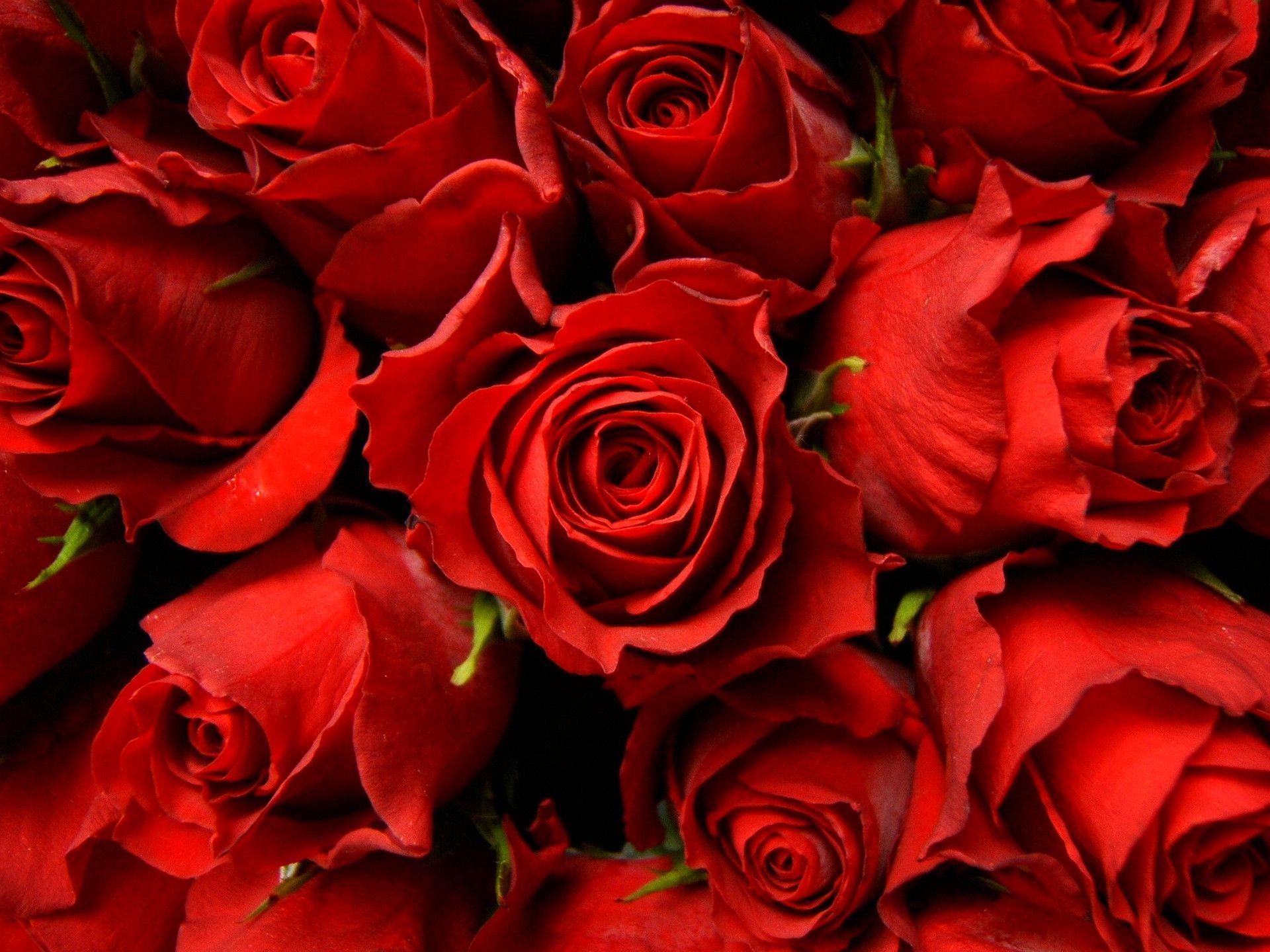 Rose rosse ravvicinate, 1920x1440 Full HD+ WUXGA, Monitor Gaming