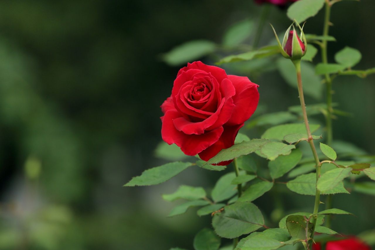 Rosa rossa in giardino, 1280x853 720p, Monitor Gaming