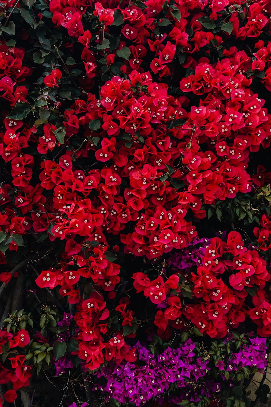 Fiori rossi di bouganville, 910x1365 Full HD Verticale, Smartphone