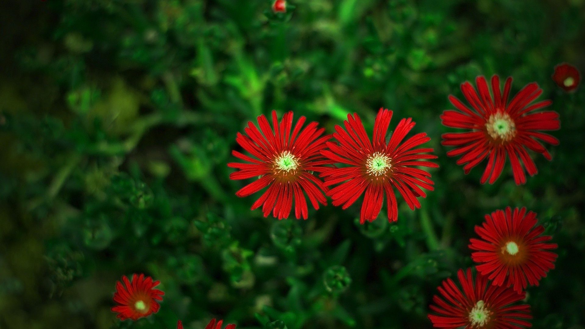 Fiori rossi su prato verde, 1920x1080 Full HD 1080p, Monitor Gaming