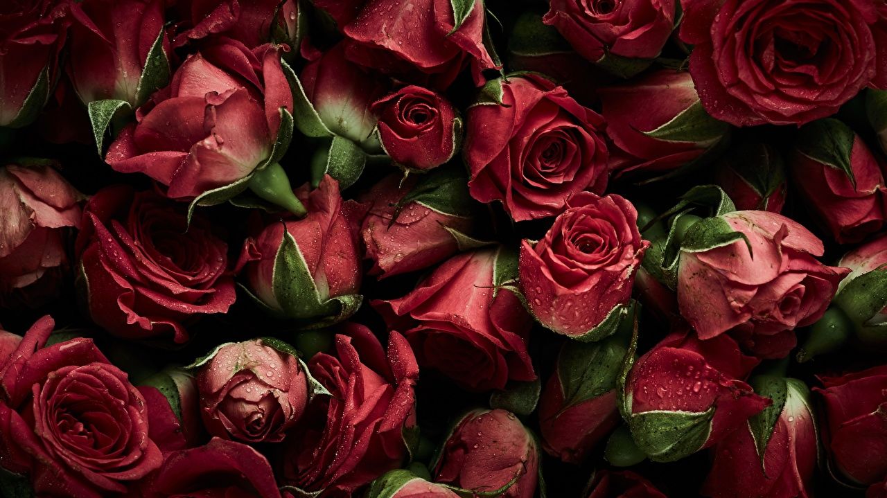 Rose rosse ravvicinate, 1280x719 HD, Desktop