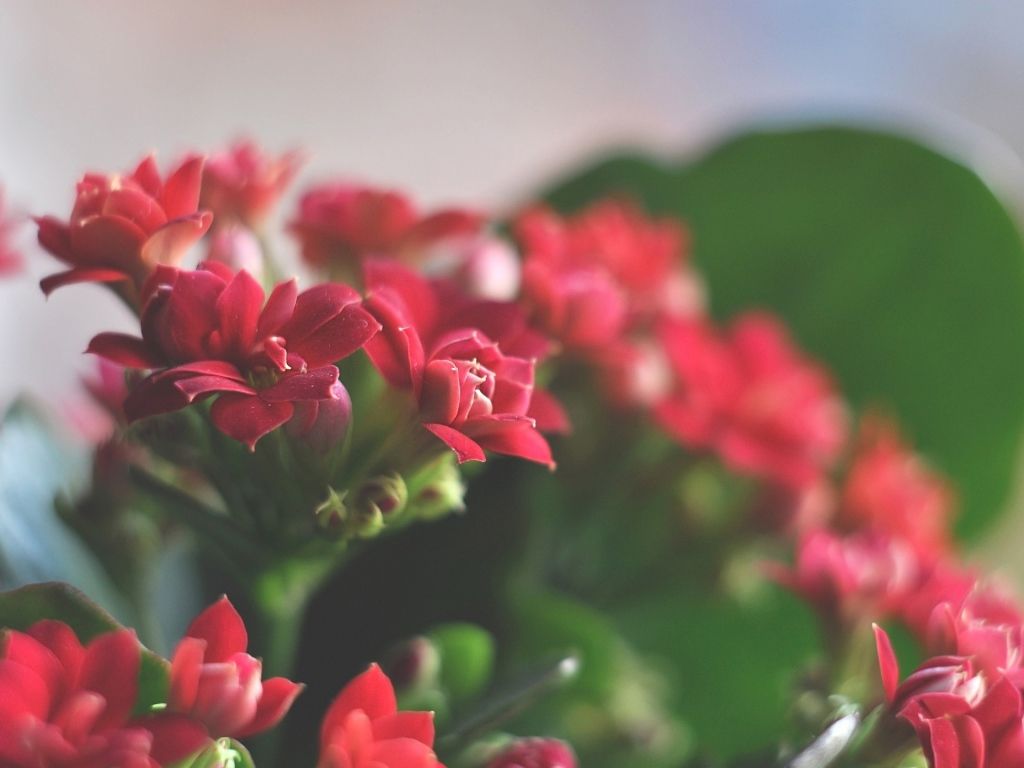 Fiori rossi kalanchoe sfocati, 1024x768 HD, Monitor Gaming