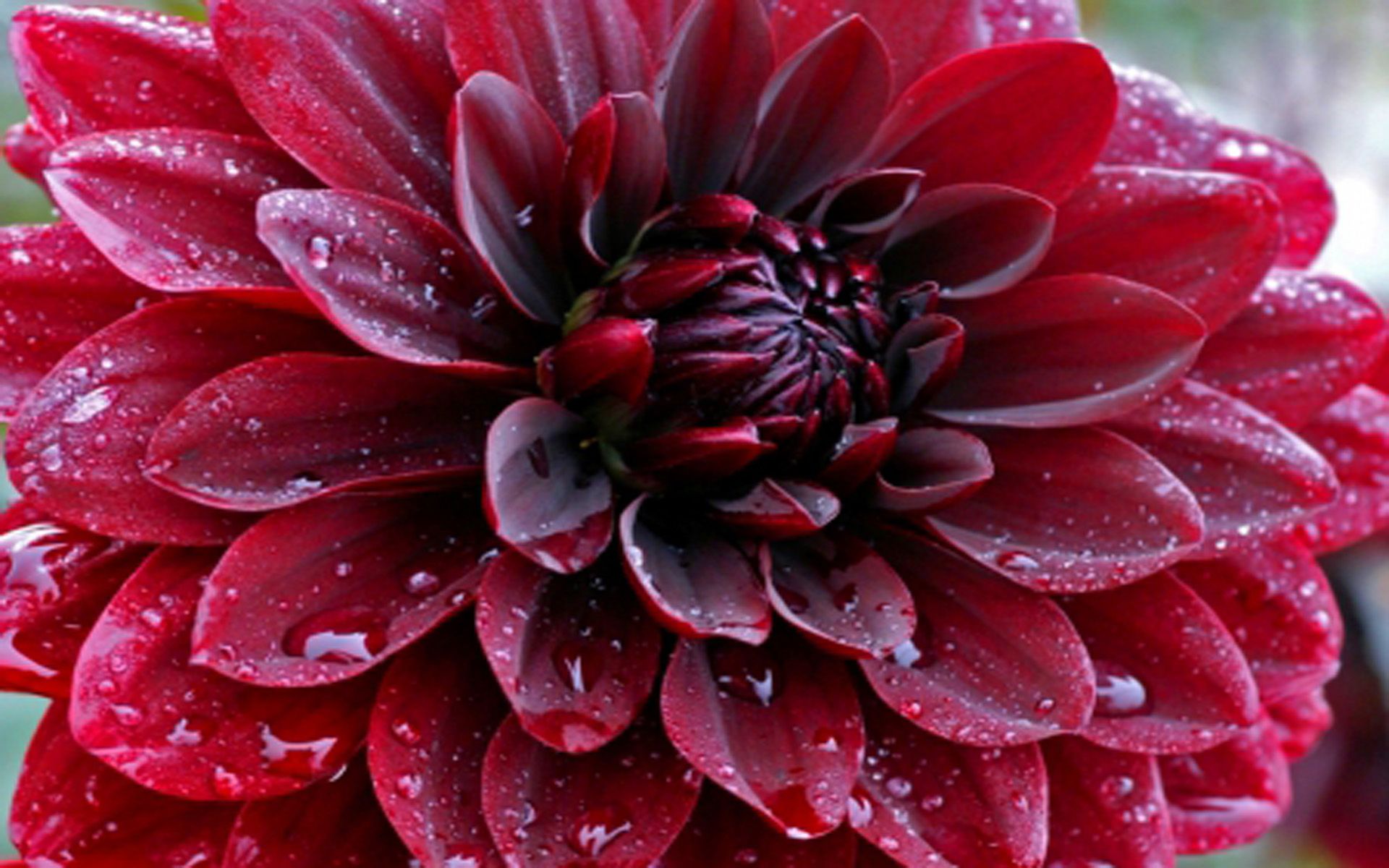 Dalia rossa con gocce d'acqua, 1920x1200 Full HD+, PC Desktop