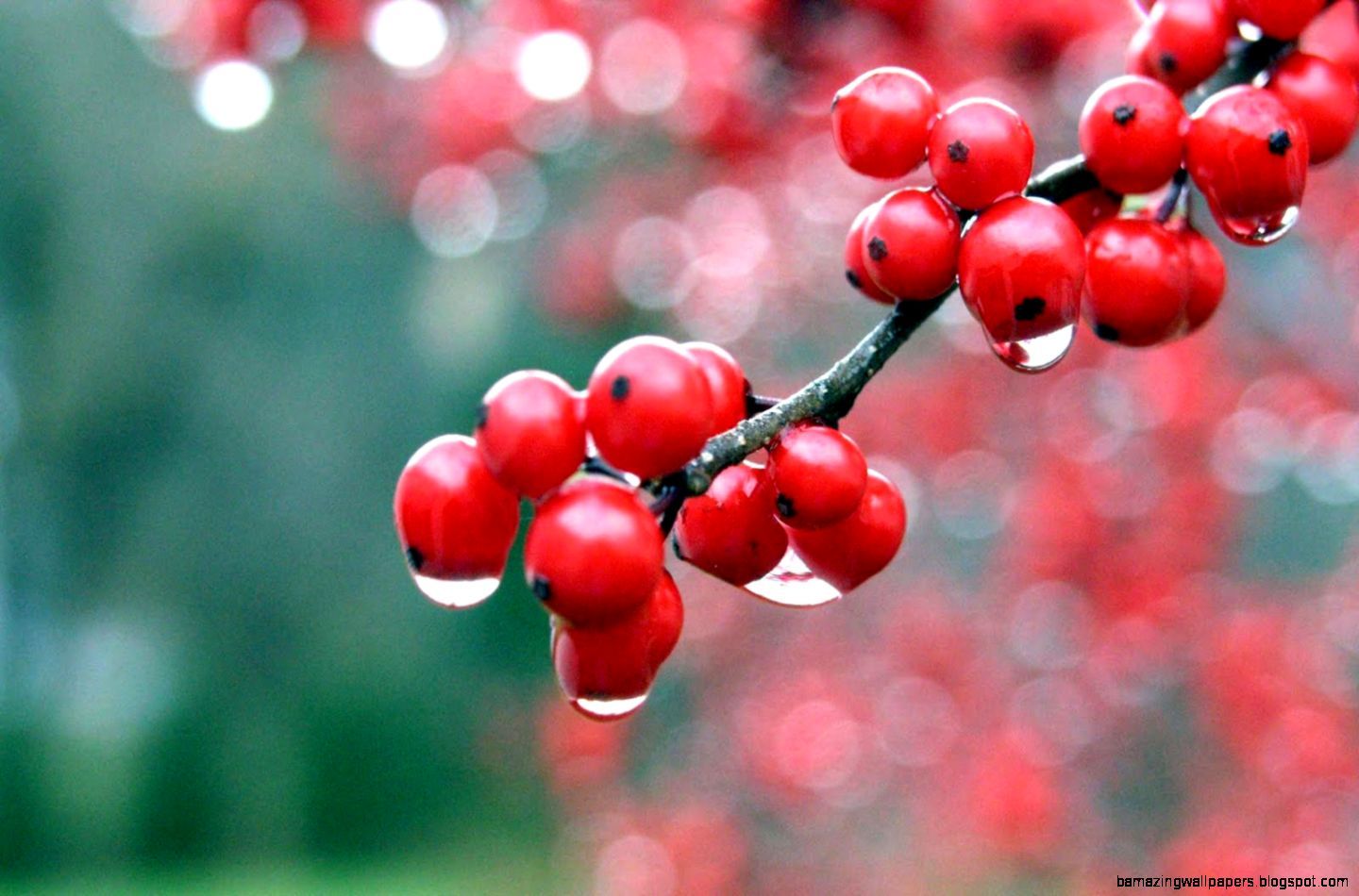 Bacche rosse con gocce d'acqua, 1440x950 HD, Desktop