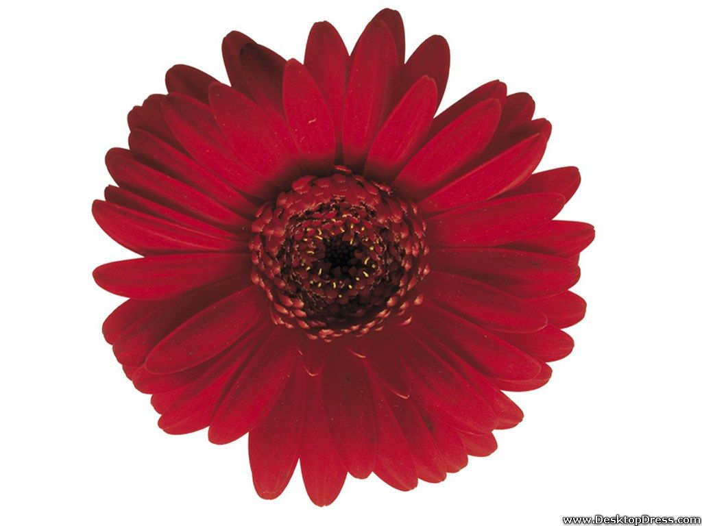 Gerbera rossa su sfondo bianco, 1024x768 HD, PC Desktop