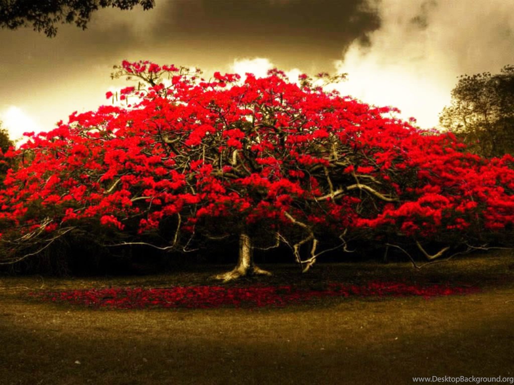 Albero con fiori rossi, 1024x768 HD, PC