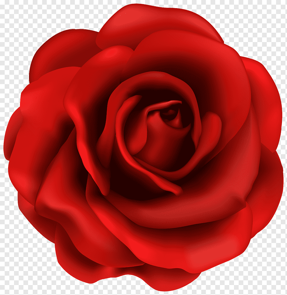 Rosa rossa singola, 920x947 Full HD Verticale, iPhone